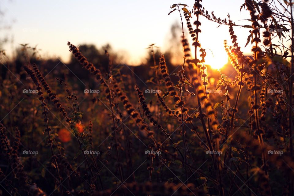 sunset against the background of dry plants in the field. silhouettes of autumn plants against the sun setting below the horizon