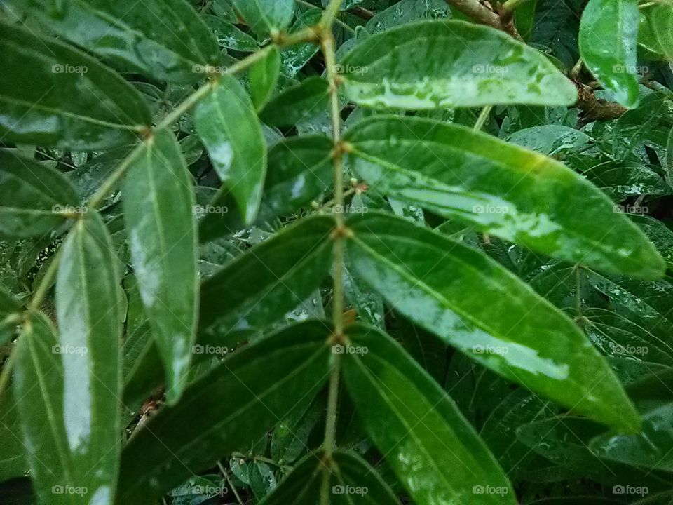 wet leaves