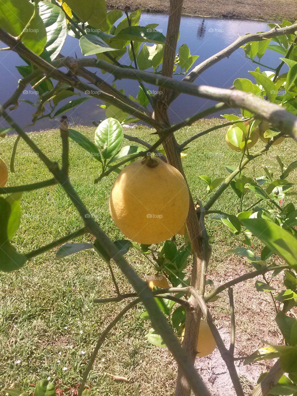 lemon tree. lemon tree