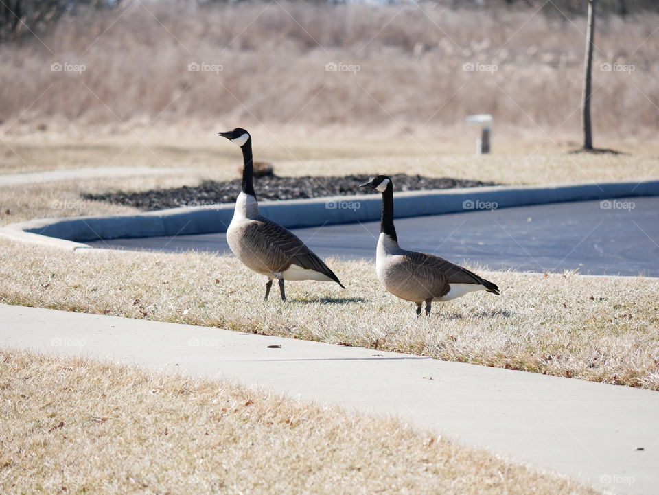 Two Canadian geese give a muskrat nearby, the warning that humans are present.