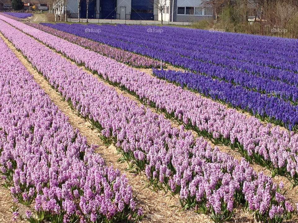 noordwijkerhout by charlesneville