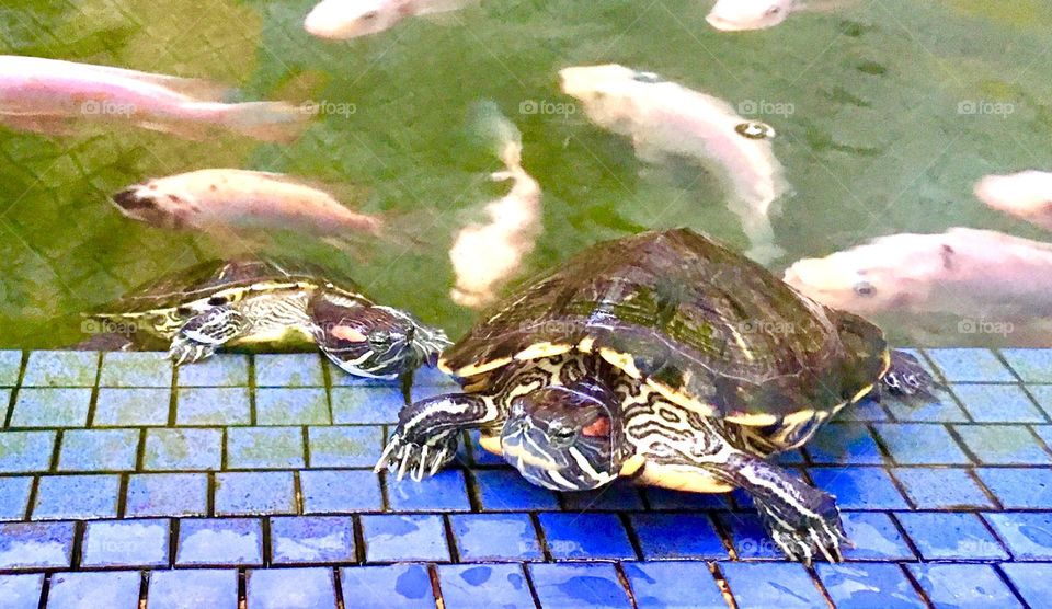 Shelled pets basking by the fish pond