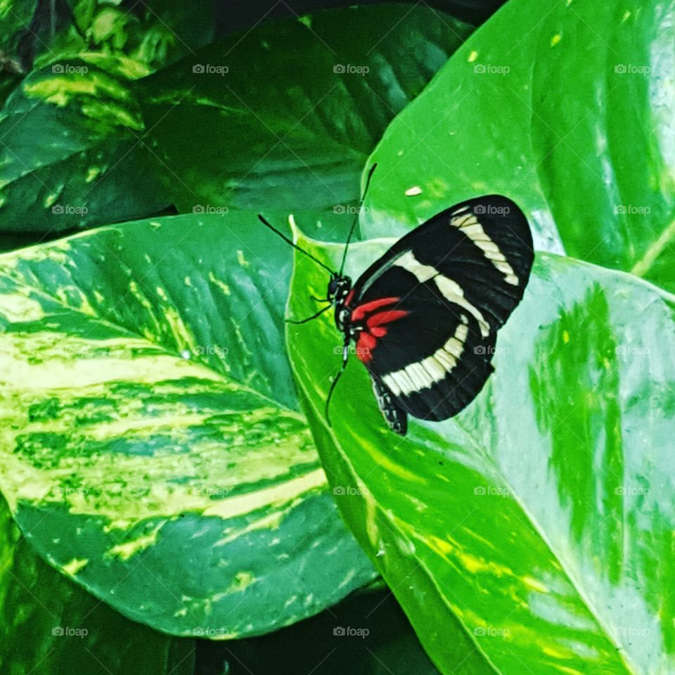 butterfly