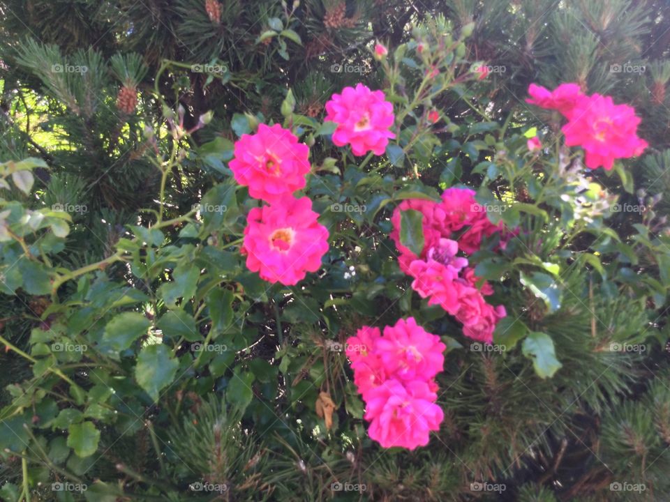 Wild Roses in a Garden 