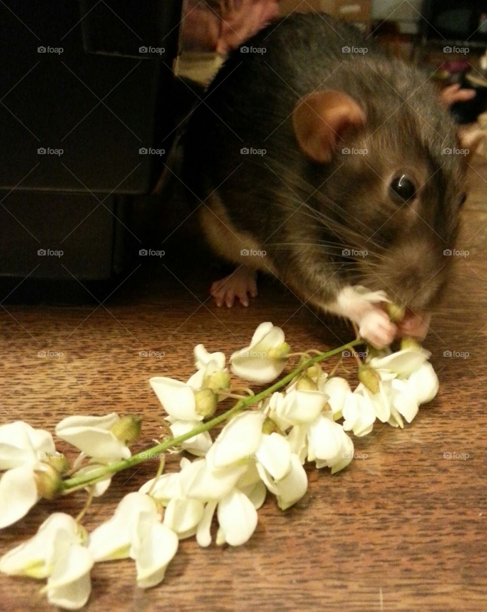 Rat enjoying flowers
