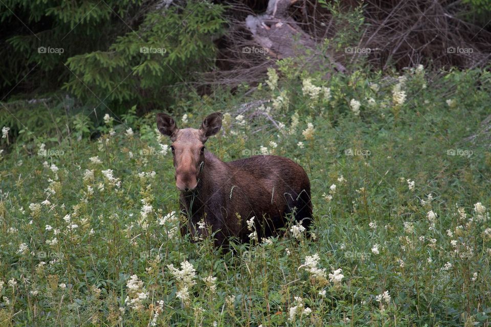 moose in the woods