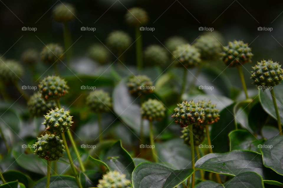 Young buds standing proudly