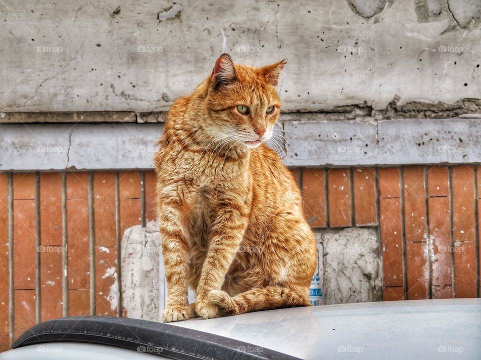 Another cat on a car roof Sorrento