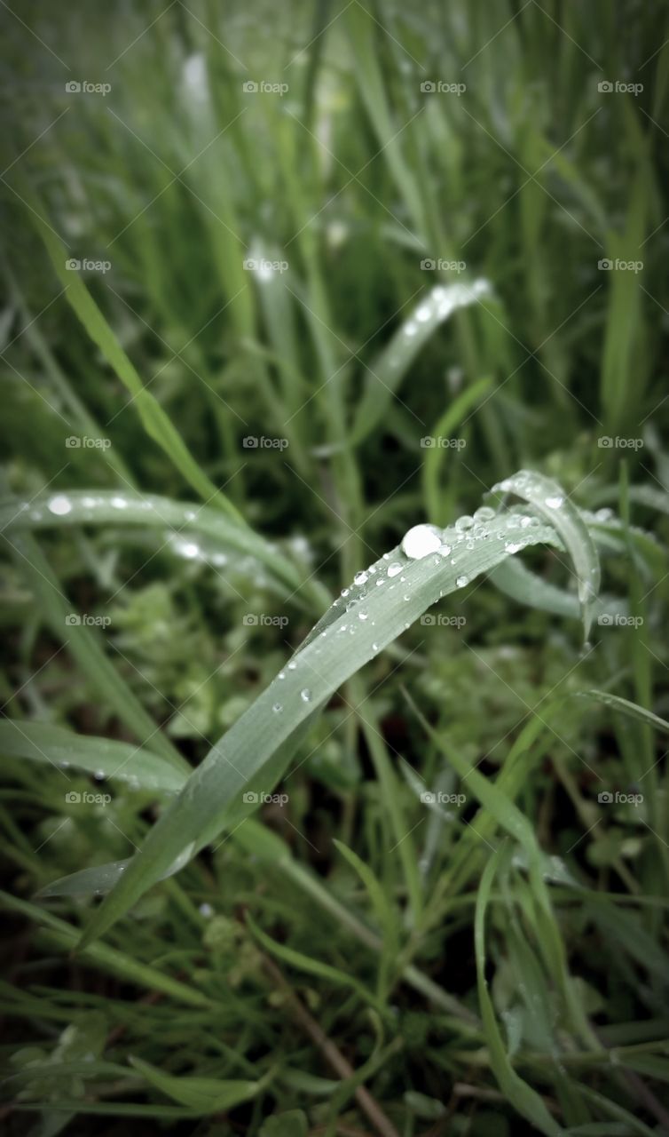 grass with a dew