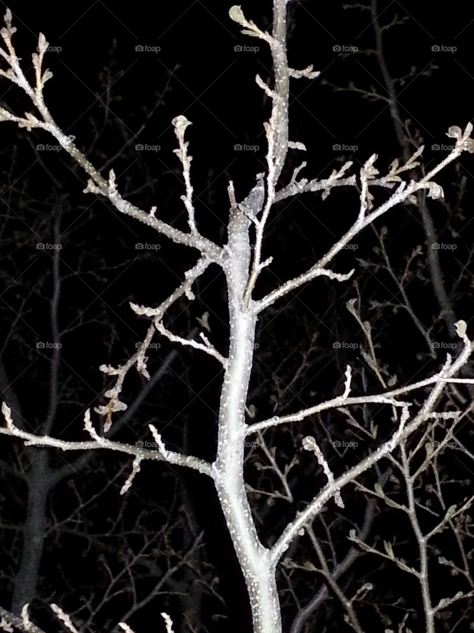 black and white of tree. tree, bare tree, branches, tree at night, bare branches of tree