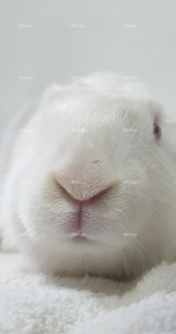 beautiful rabbit, nose comica red eyes and white snow, delicate, curious, big and long ears