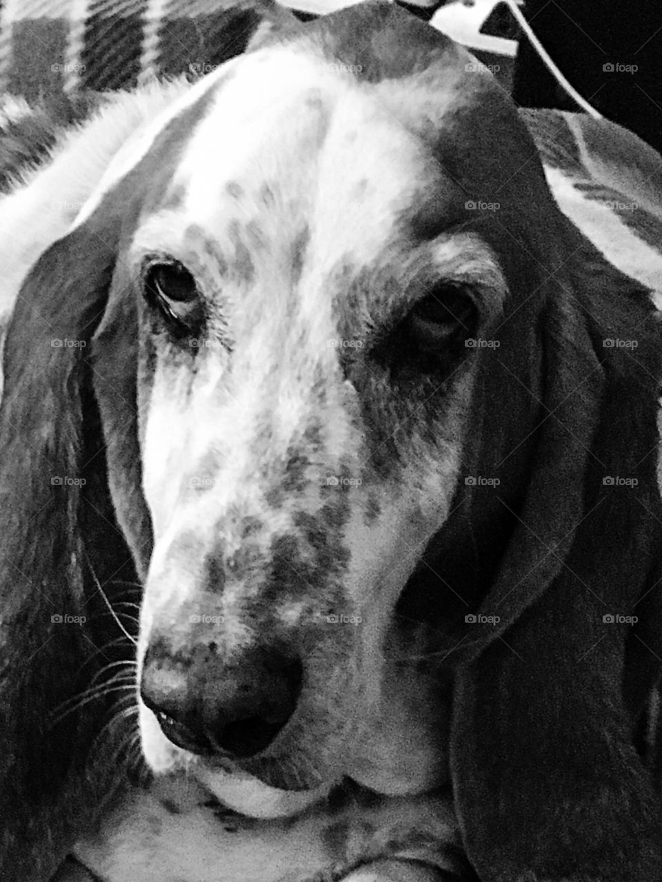 Basset hound portrait sessions three