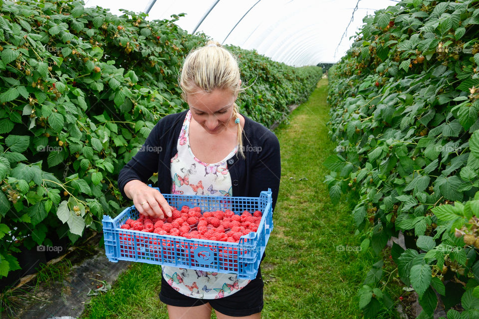 Woman picking Raspberries in a selfpicking field outside Malmö in Sweden.