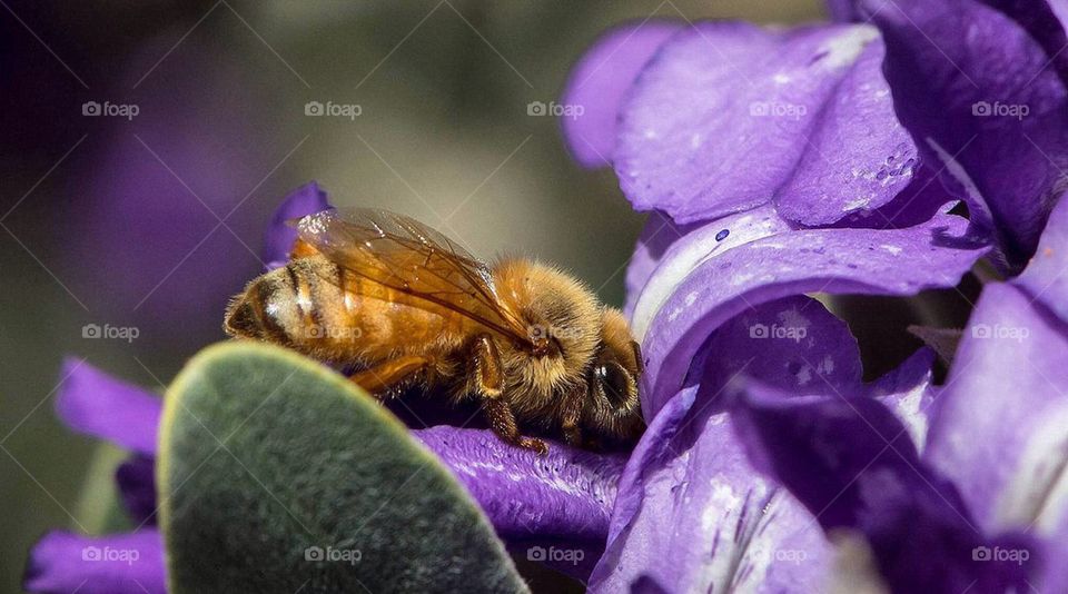 Bee macro on Texas Mountain Laurel