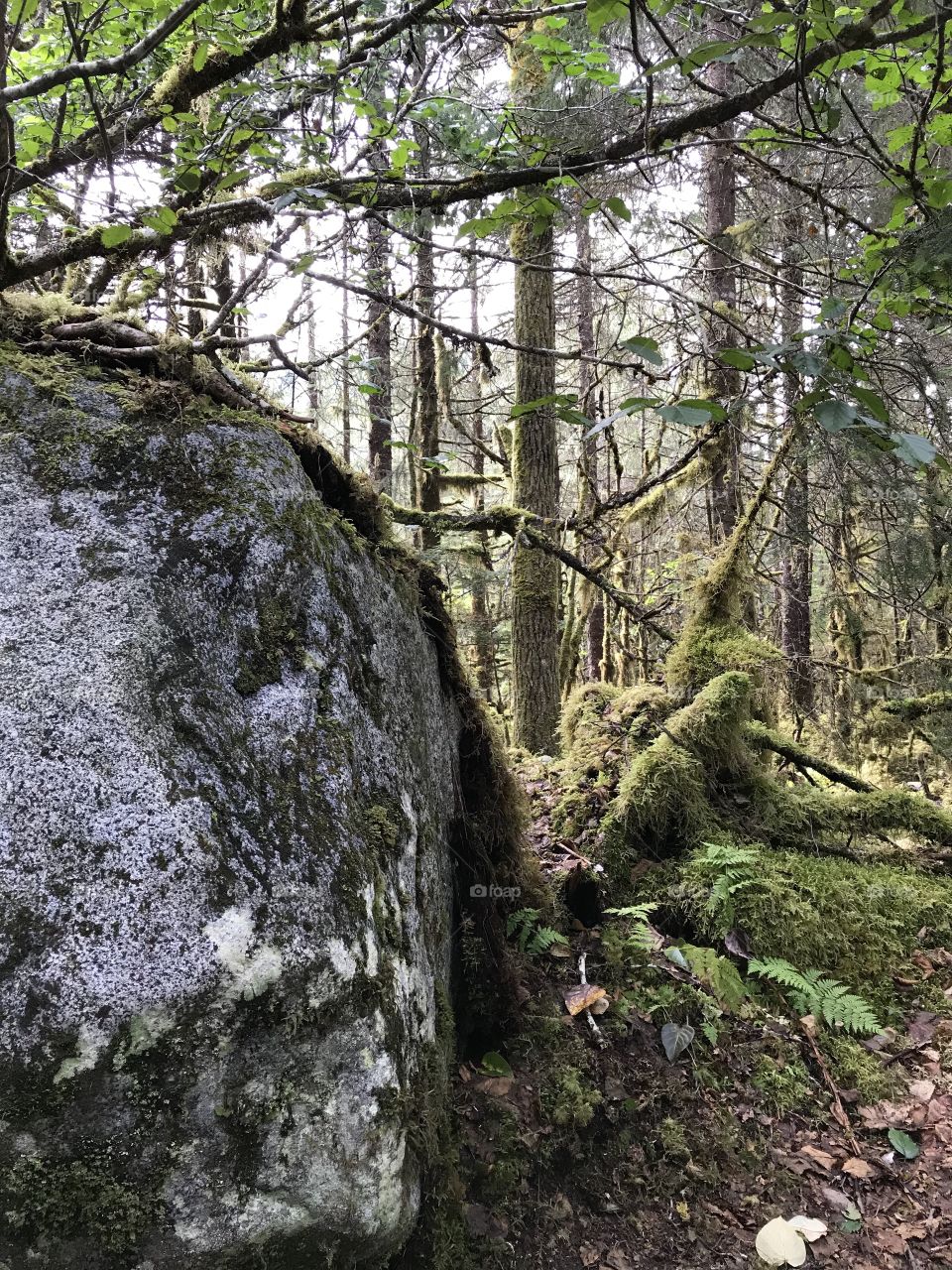 Boulder in Juneau 