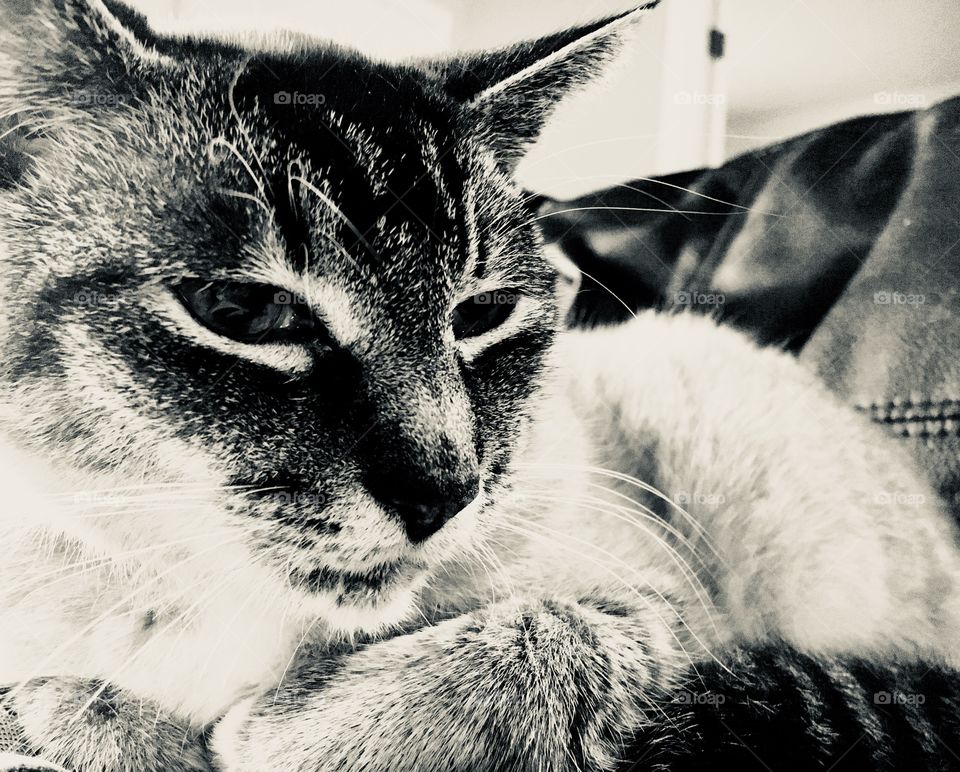 Monochrome siamese cat