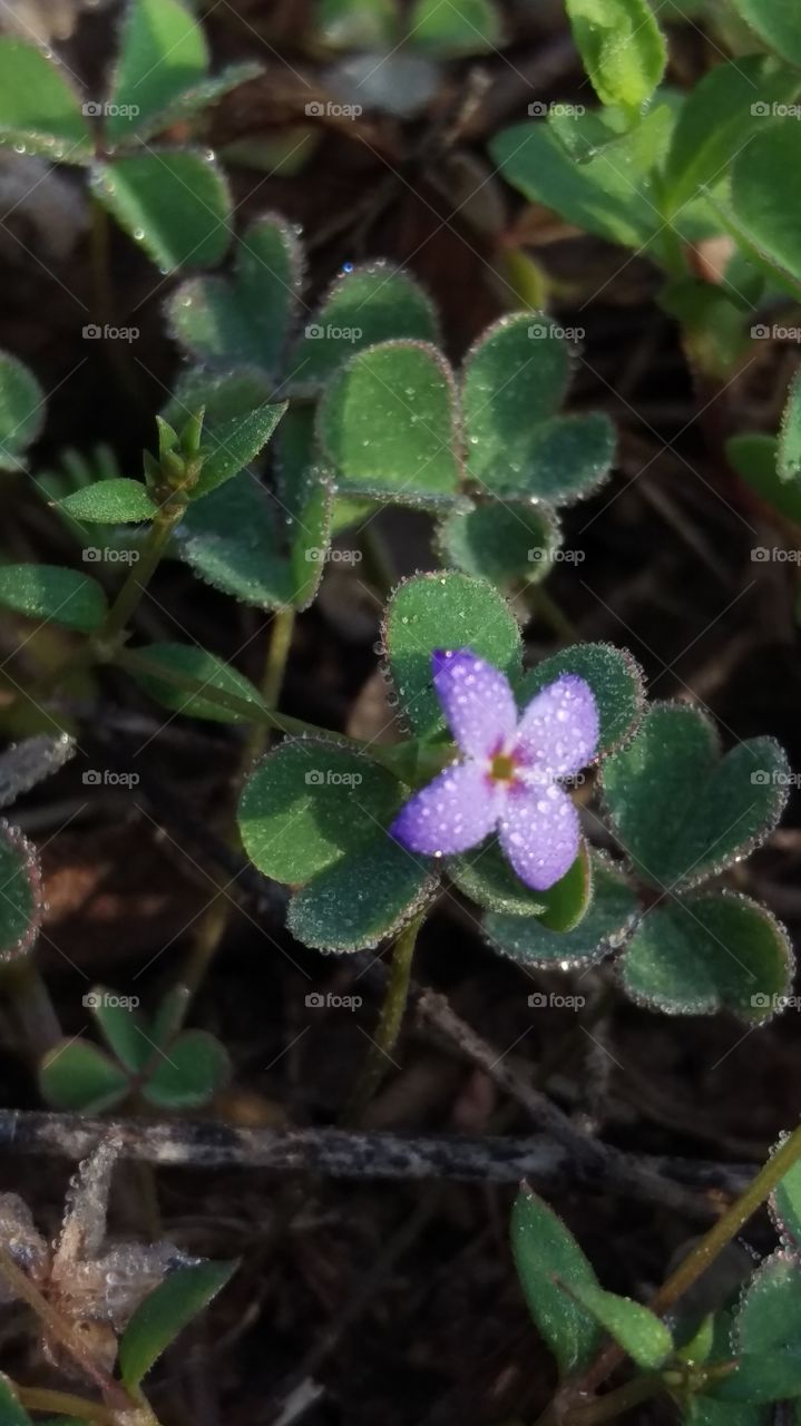 Tiny Spring Flower