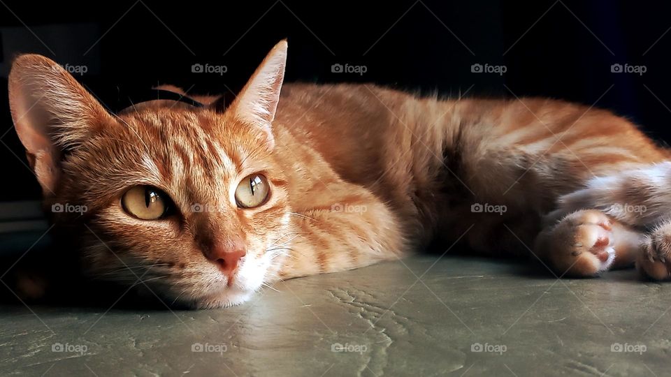 cat