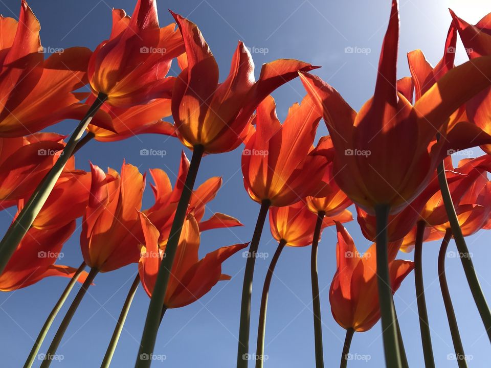 The underside of tall red tulips. 