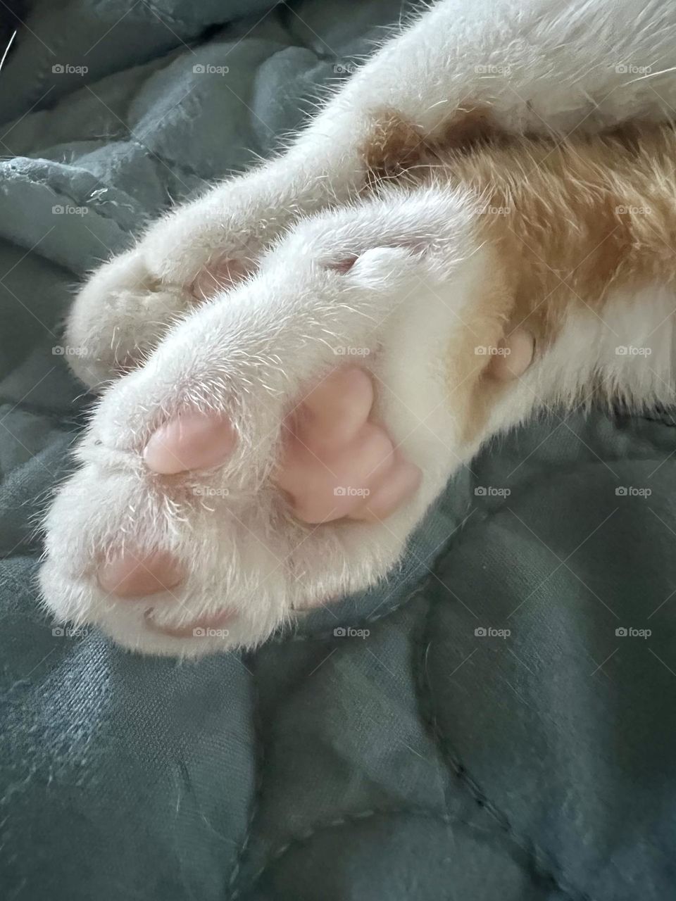 Furry kitty toe beans