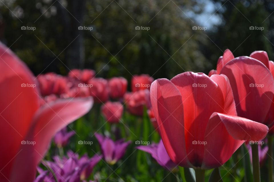 tulips