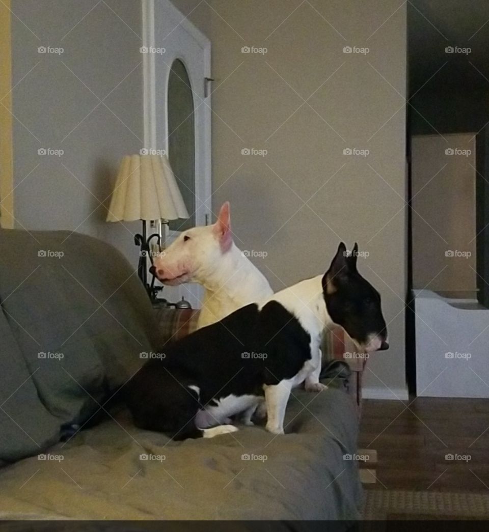 Yin and Yan, two sweet Bull Terriers living in harmony