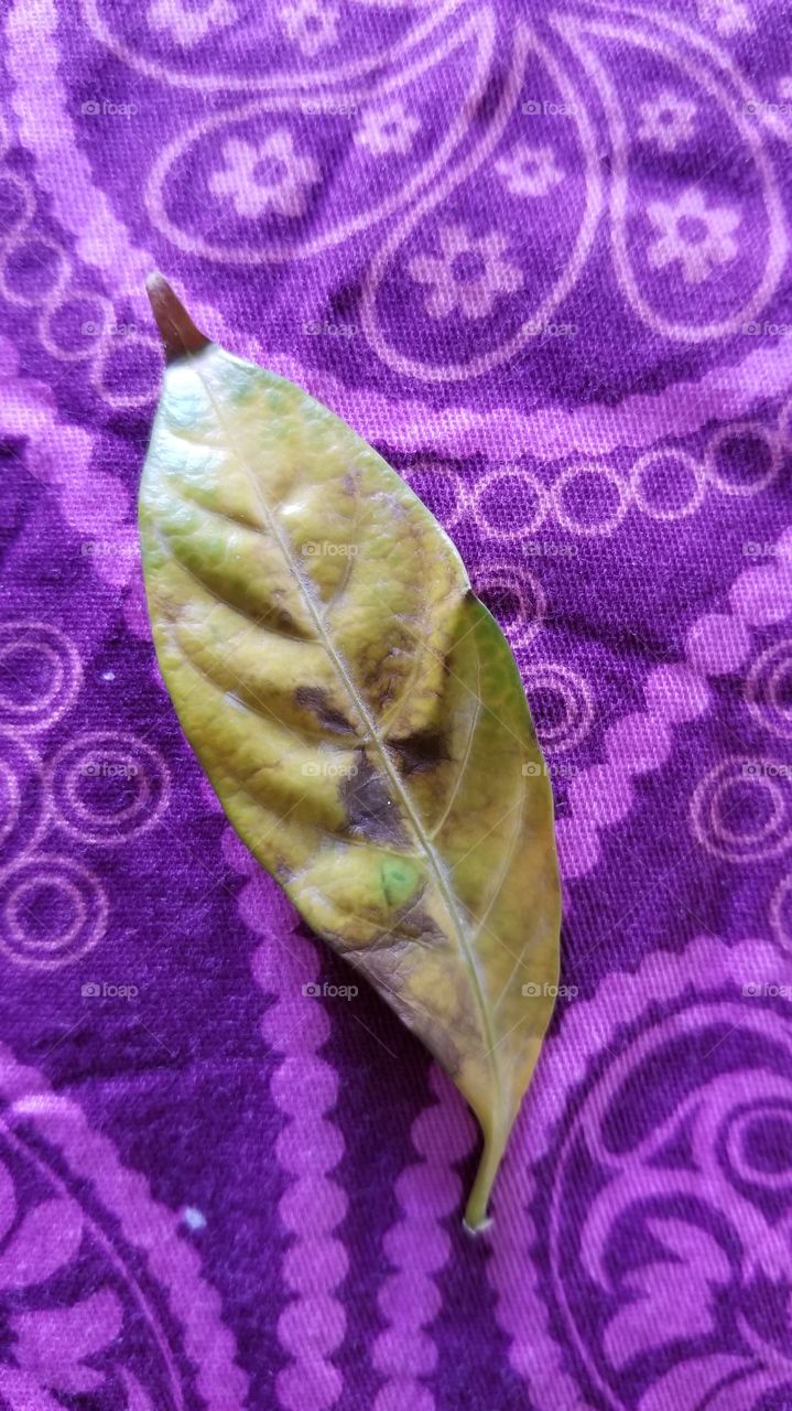 old wilted leaf, wrinkles,  purple background, aged. old, bright , contrast.