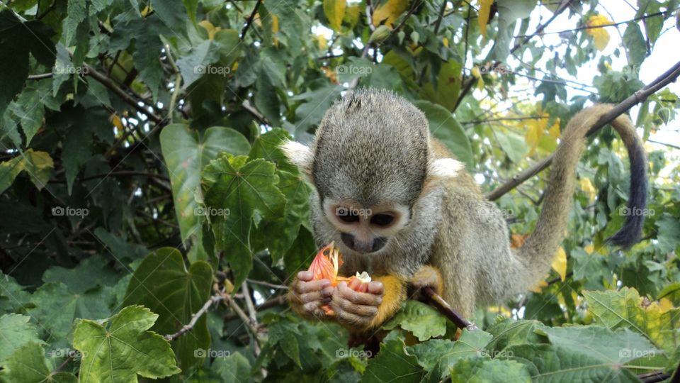 Mono bebé en naturaleza 