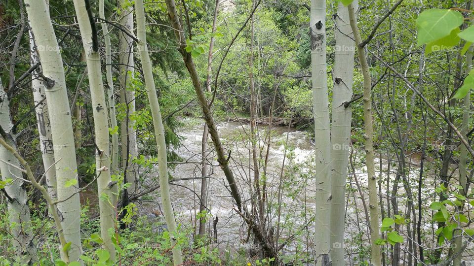 Water through aspen trees