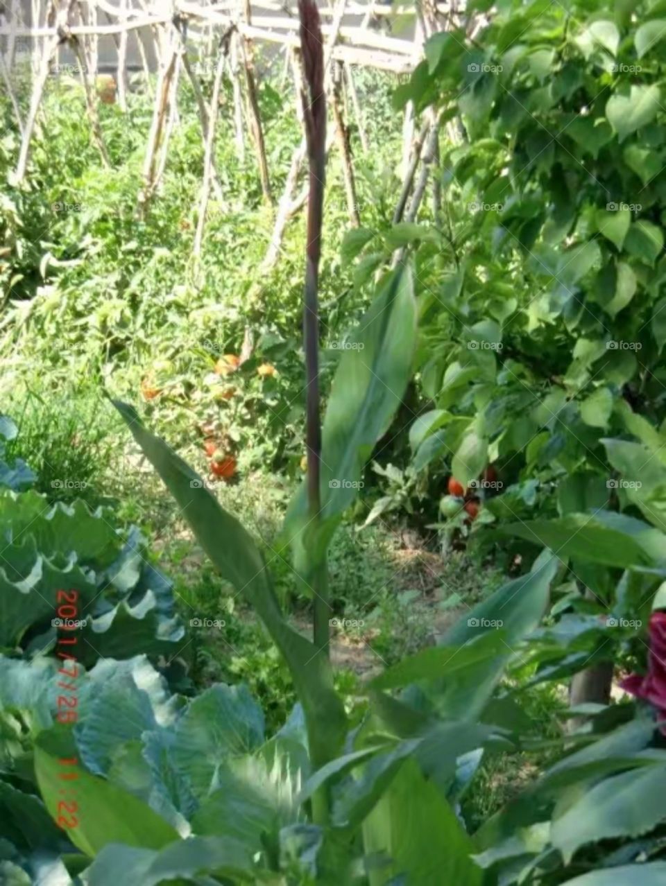 Flora, Leaf, Garden, Nature, Flower