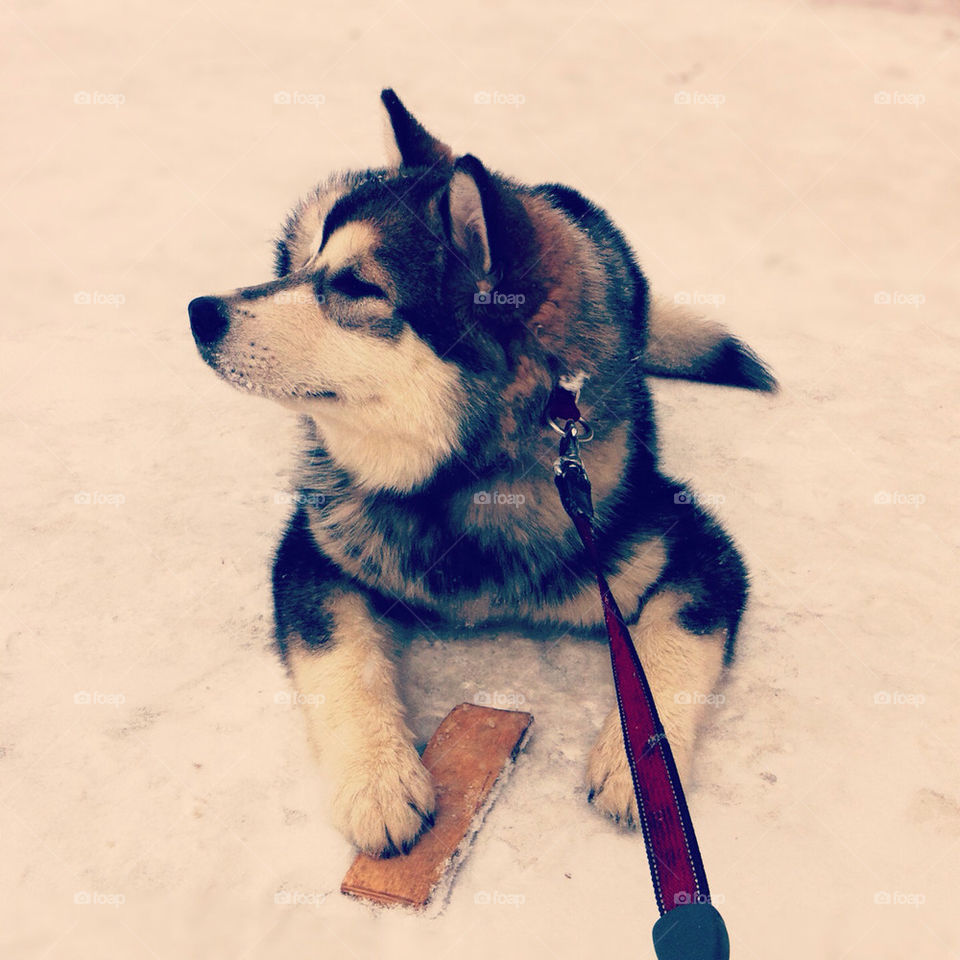 Malamute