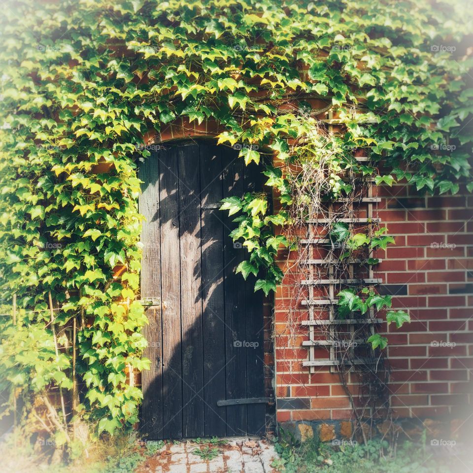 Secret Garden Door in Ivy-Covered Brick Wall