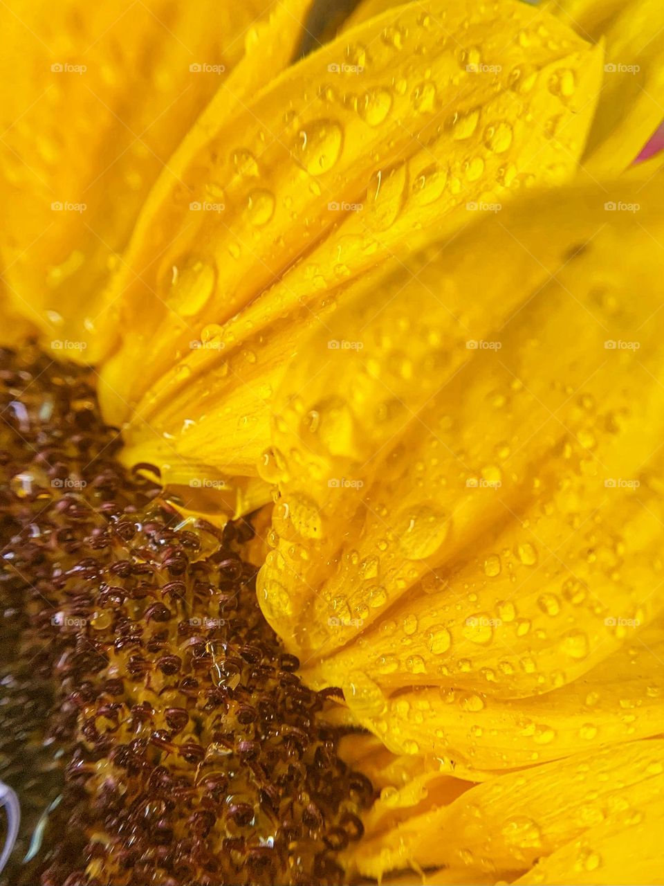 MACRO WATER DROPS