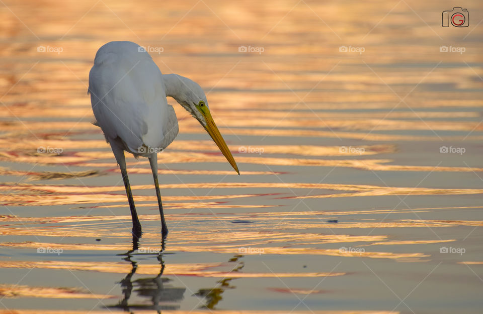 heron