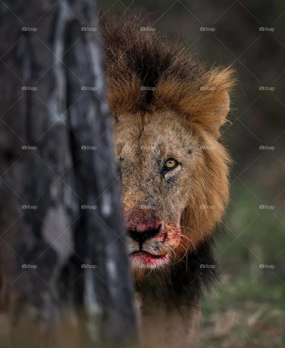 lion