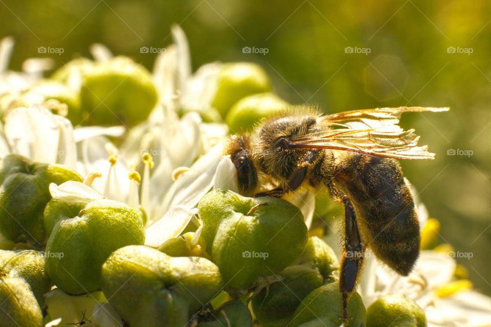 bee collects nectar from white flowers