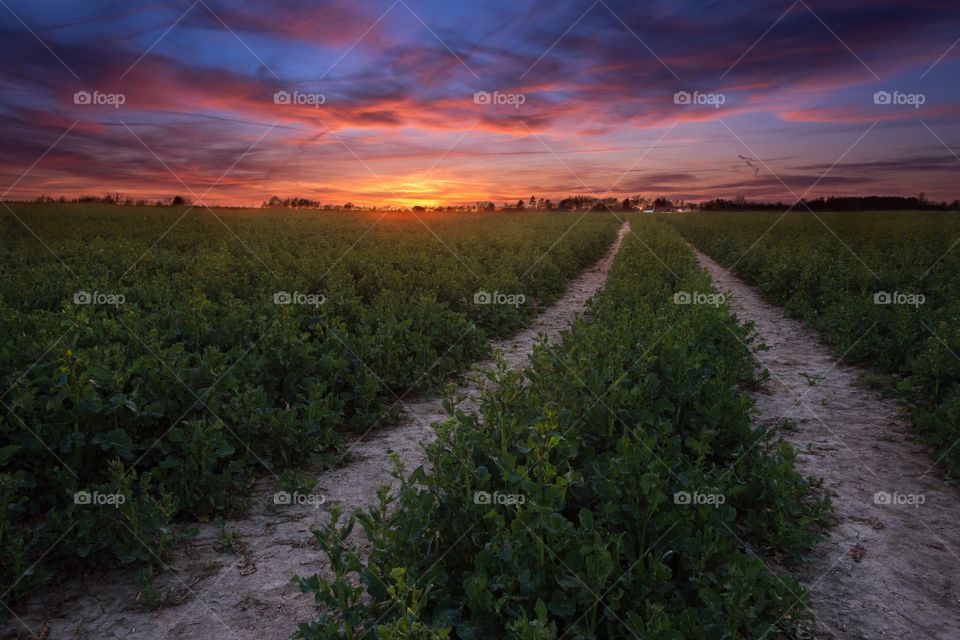 Landscape, No Person, Agriculture, Sky, Nature