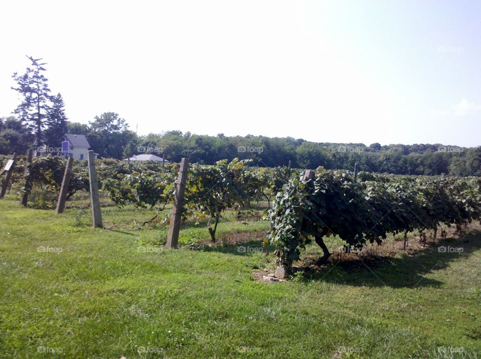 Sunny vineyard 