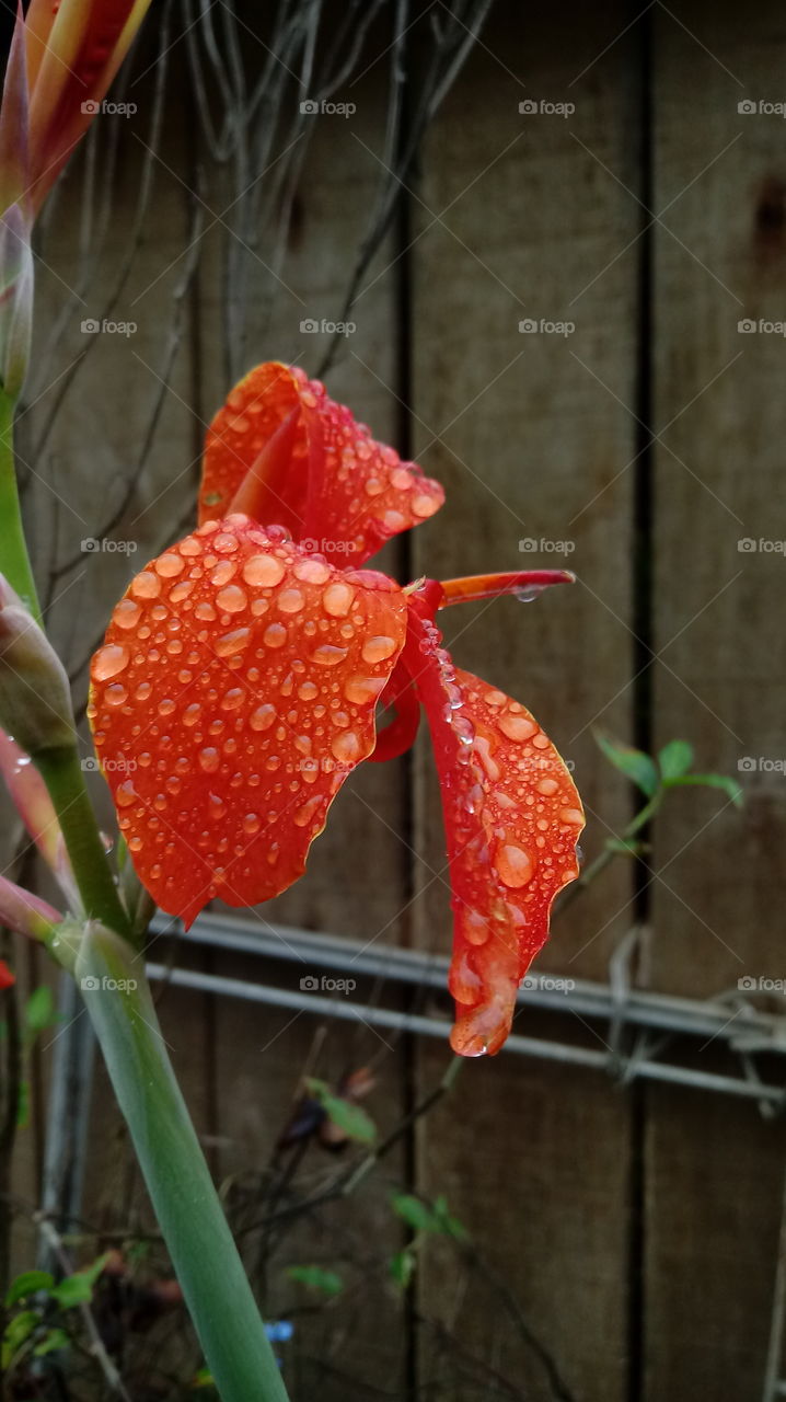 Nature Natural Garten Flora Flower Canna Flaccida L. Orange