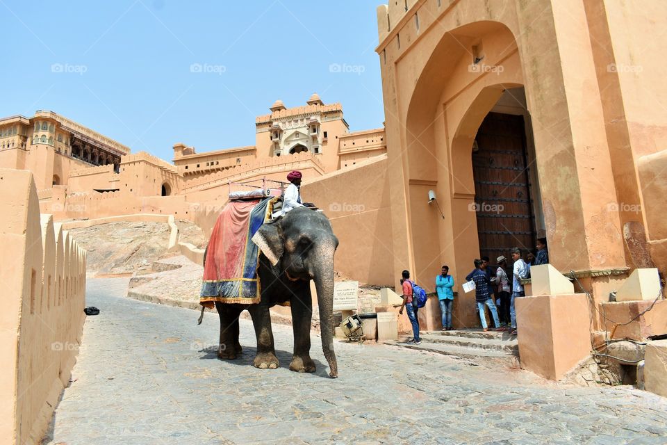 amer fort traveling on elephant around the fort. for tourism system feel like royal .