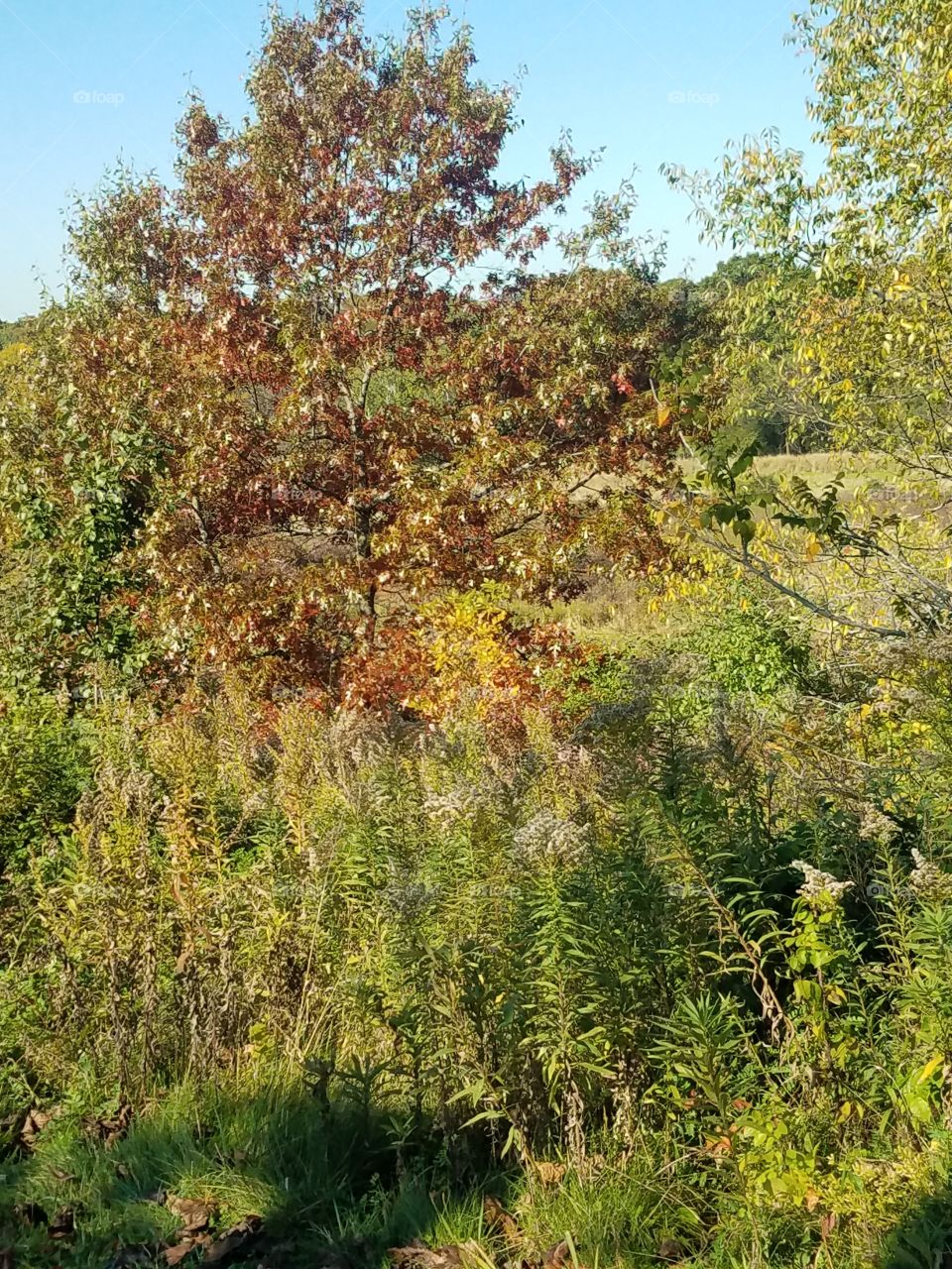 Nature, Landscape, Wood, Tree, Leaf