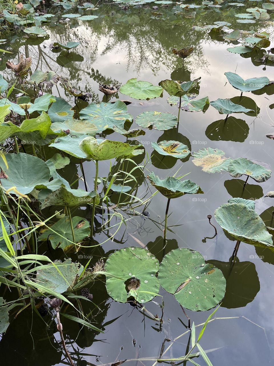 Beauty is all around us , upcountry ( Thailand)