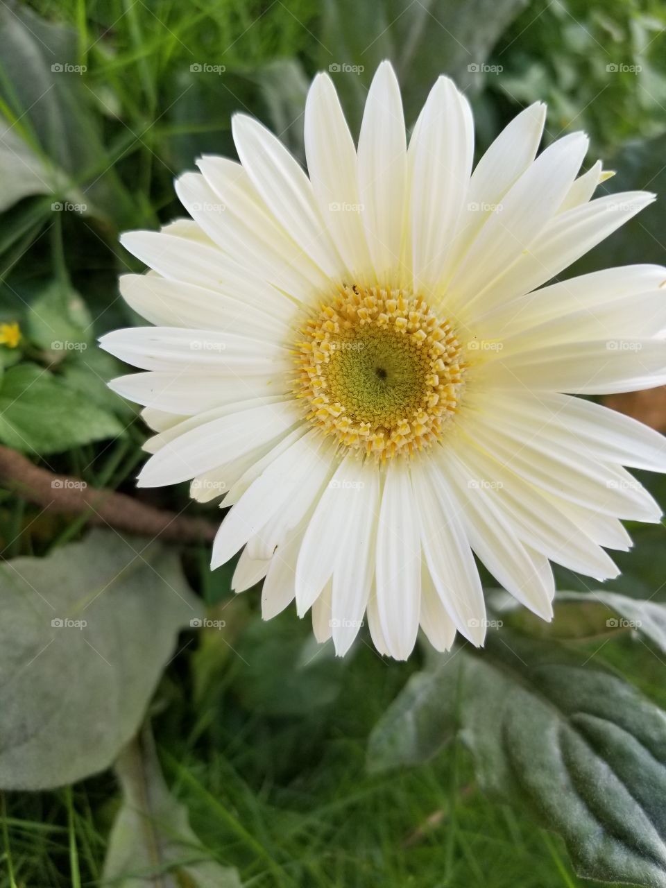 Daisy Flower