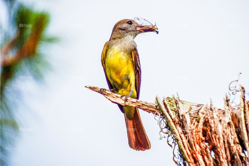 Flycatcher perching with her food.