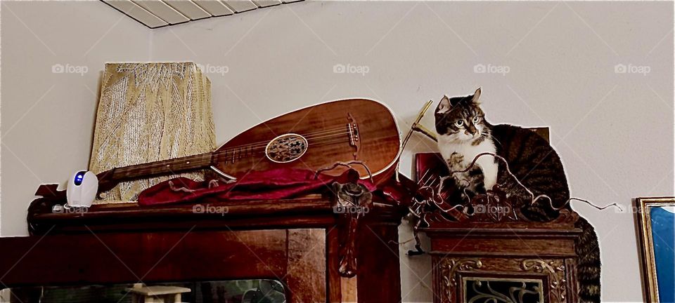 This is “Roukey” who lives with his sister “Linda” and two humans in a beautiful one story house in “Bavaria”, Germany. Like most cats he likes high up places that give him an overview of the space he inhabits. 2023. Hypnotic Productions