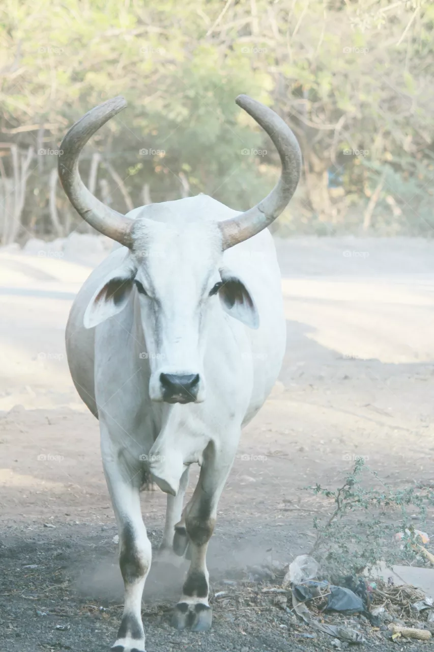 White Cow