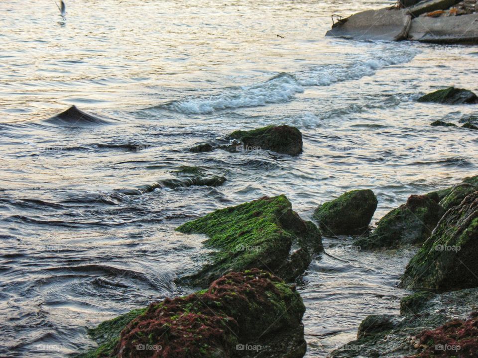overgrown stones by the sea поросшие  камни у моря