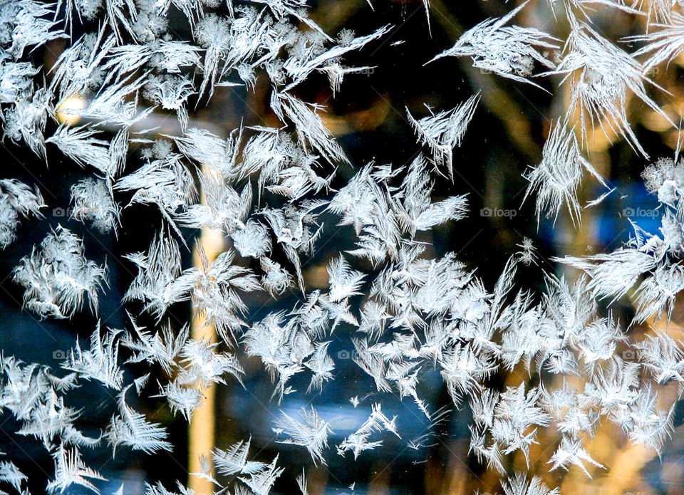 ice flowers in the window