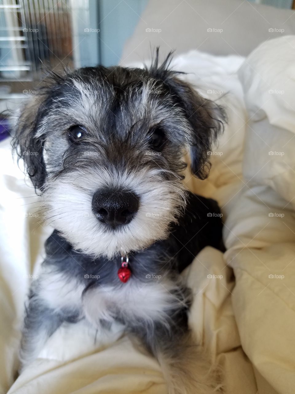 schnauzer pup first day home