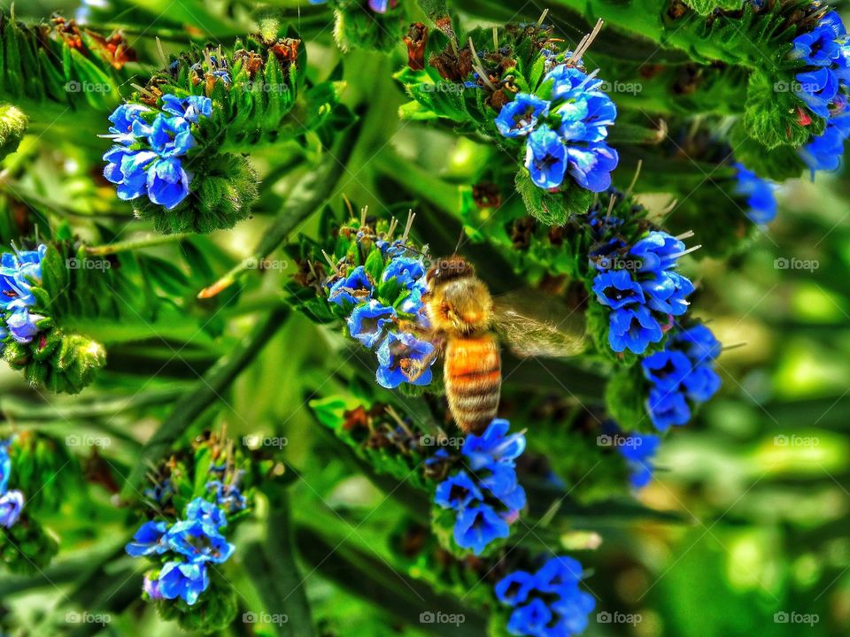 Honeybee Pollinating A Blue Flower